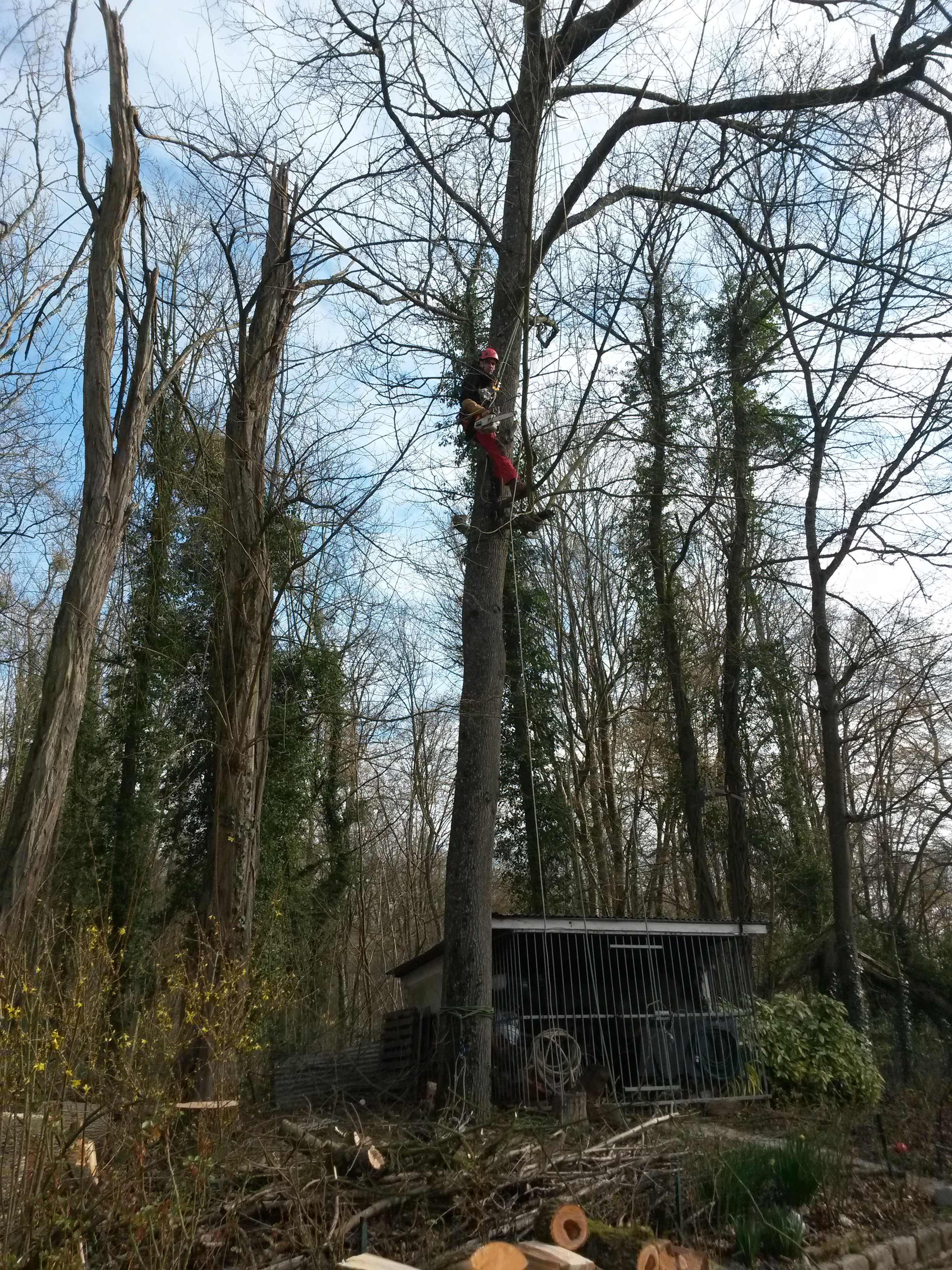 elagage abattage La Ferté sous Jouarre 77260